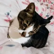 ちびたんの画像