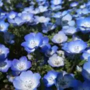ミラの画像