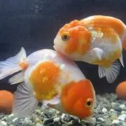 メカラウロコの画像