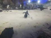 めぬ