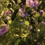 とぅびんの画像