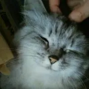☆よっこ☆の画像