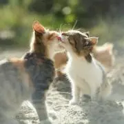 にゃーごの画像