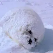 ゆきの画像