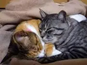 ☆ちゃたろ〜☆の画像