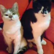 にゃんこ★叩き売り！の画像