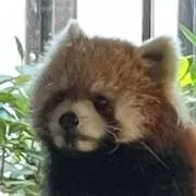 Tintooの画像