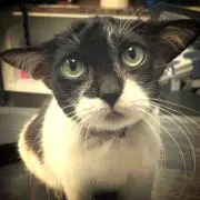 逃猫舎 栗原あり カメレオン カマキリ皿 未使用品 希少 - メルカリ