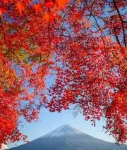 紅葉の画像