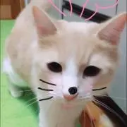 うめちゃん