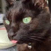 にゃこ