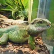 まーちゃん