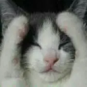 瑠璃の画像