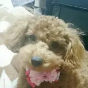 あいちゃん※引越しのため休止