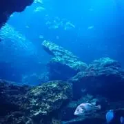 サットン調査団の画像