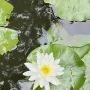 paucoの画像