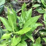 limeilimeiの画像