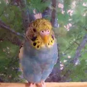 アロエ