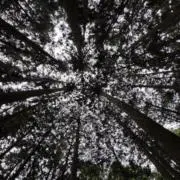 ningningの画像