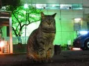 みぬの画像