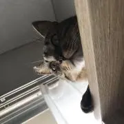ℜ﻿の画像