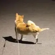ひよこ