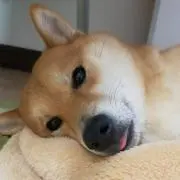ゆーの画像