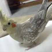 ぶい