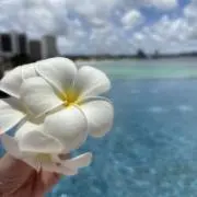 ぺこりんの画像