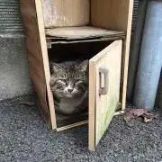 くまねこ＠プロフ必読