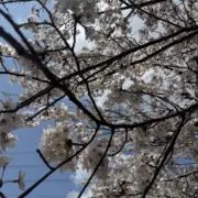 aiaiの画像