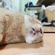 Shuji