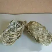 せうごの画像