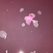 リンゴ