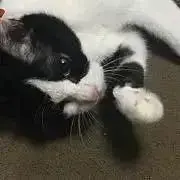 myaaa