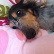 サスケママ