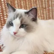 yuriの画像