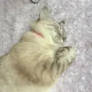 naoの画像