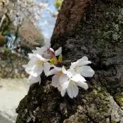 ぽっぽの画像