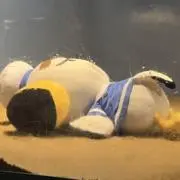 さやまめの画像