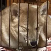 半ケツ