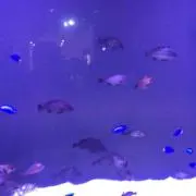 あきの画像