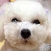 よっしー