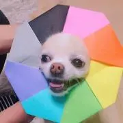 くうちゃんの画像