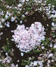 いしはなの画像