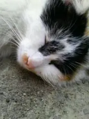 かじゅねこの画像