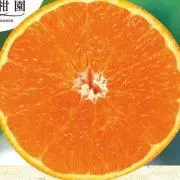 みかんの画像