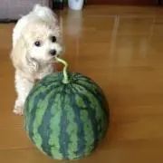 ナナ助