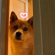 こんにゃくの画像