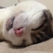ドナルド